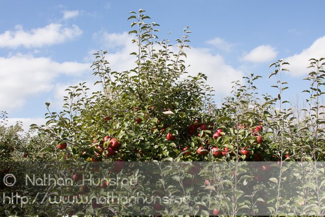Apple_Orchard_2008-10-18_IMG_2379